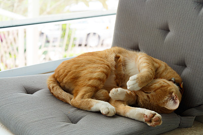 睡眠猫咪坐垫