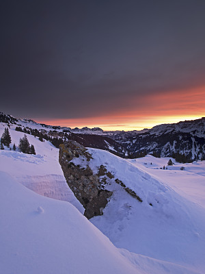 雪山一点红