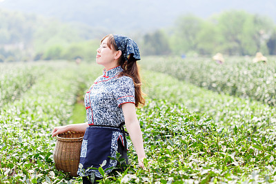 美,茶树,水平画幅