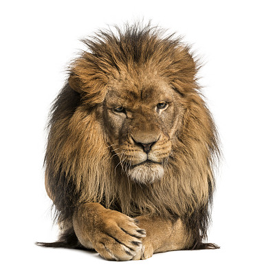 lion