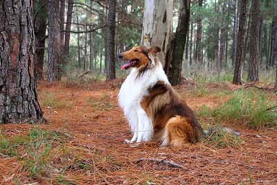 苏格兰牧羊犬