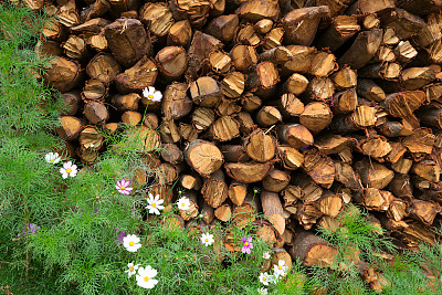 堆放的木材