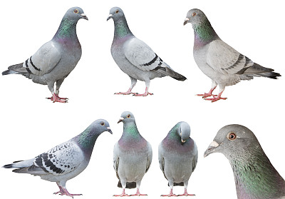 鸽子,鸟,动物,白鸽