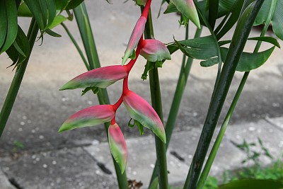 鸟与海棠