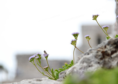 踏青赏花