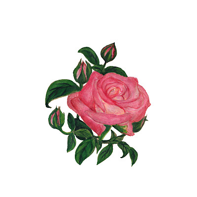 清新花卉玫瑰创意装饰画