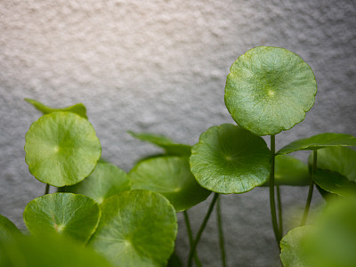 鸭跖草