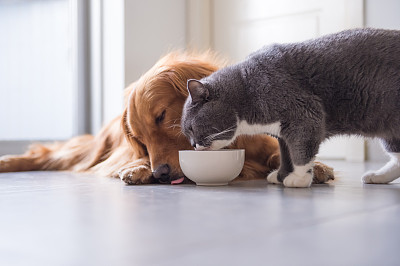 犬科动物