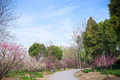 梅花大道