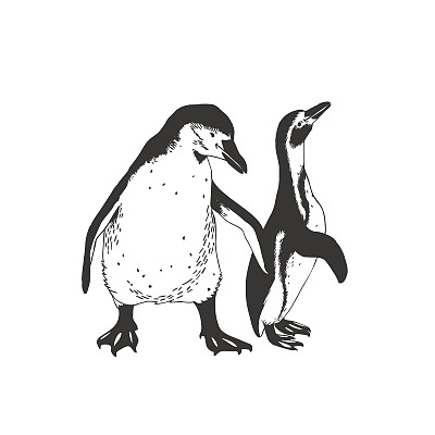 两只可爱的企鹅