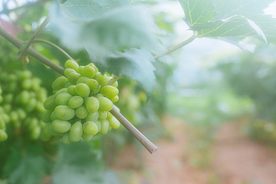 葡萄藤上成熟的葡萄
