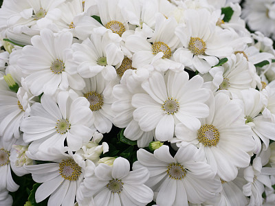 白色瓜叶菊鲜花摄影