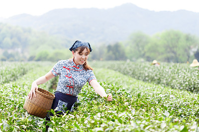 采茶女子