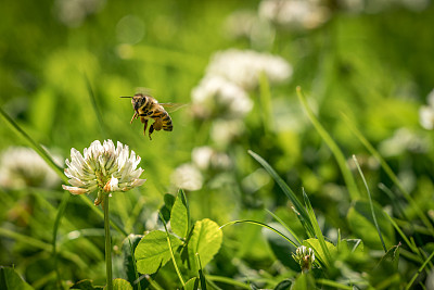 白车轴草与蜜蜂