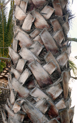 墨西哥棕榈
