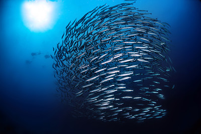海洋生物鱼类