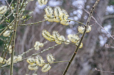 杨树开花