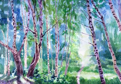 夏季桦树林