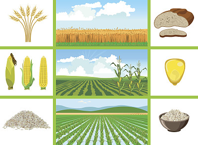 玉米秸秆图片