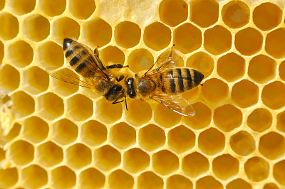 蜂蜜的功效