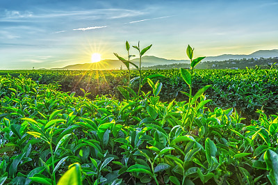 茶园绿茶春茶茶叶