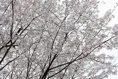 摄影,春天,樱花节