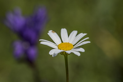 菊花上的露水