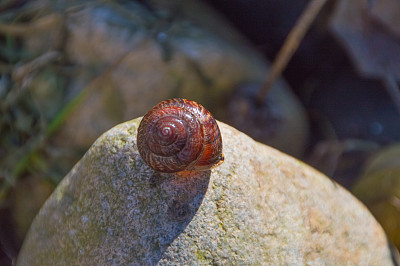 宠物蜗牛