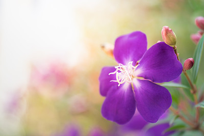 松花粉特写