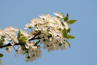 蜜香金芽