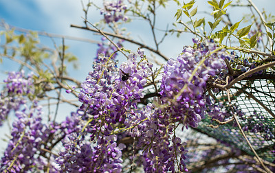 紫藤蜜蜂