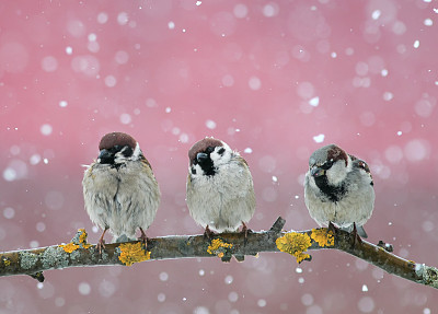 冬天的麻雀
