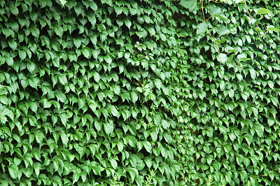 爬满绿植的墙面
