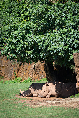 卧着的犀牛