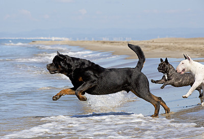 海边玩耍的斗牛犬