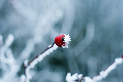 红果和白雪