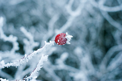 红果和白雪