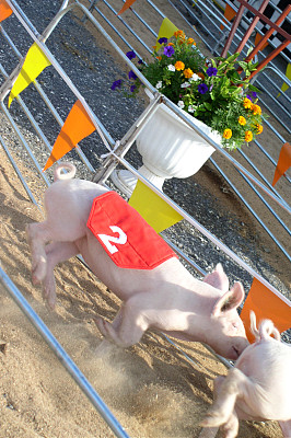 小猪运动会