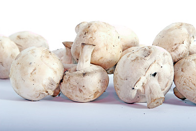 精品白蘑菇