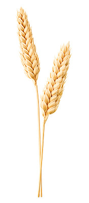 成熟得小麦