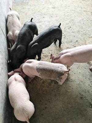 一群小猪