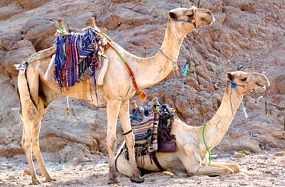 站着的和卧着的骆驼