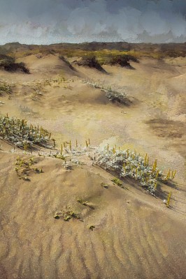 沙漠油画