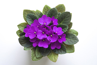 鲜花紫色植物
