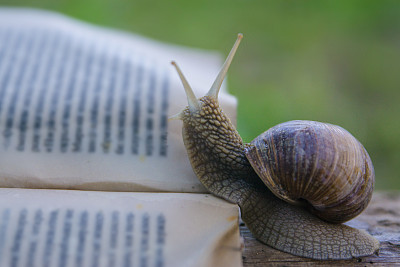 蜗牛看书