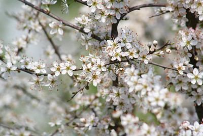 蜜香金芽