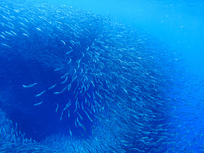 海洋水下鱼群