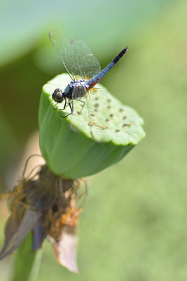 栖息在荷叶上的蜻蜓