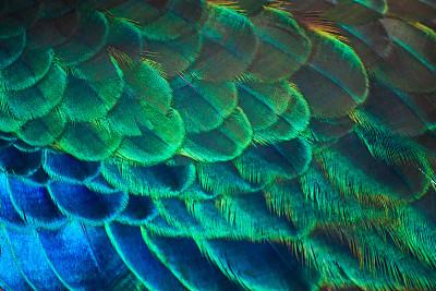 蓝孔雀羽毛