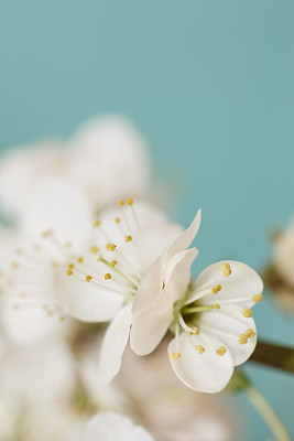 花朵特写